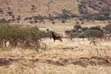 Ethiopia - Netch Sar Park - 71 - Swaynes Hartebeest